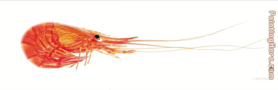 Shrimp painting - Sea life Shrimp art painting